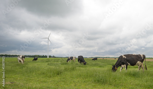 Photo: Cows grazing in a meadow in summer Cows grazing in a meadow in summer