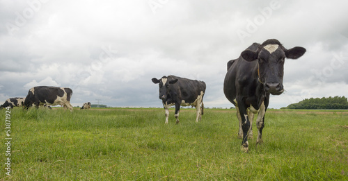 Photo: Cows grazing in a meadow in summer Cows grazing in a meadow in summer