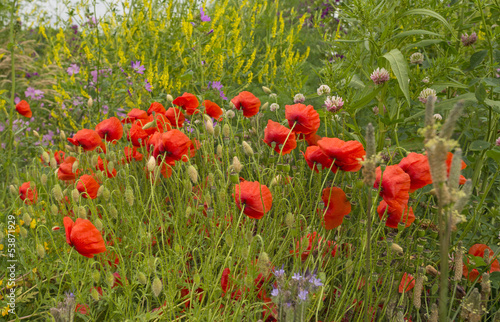 Photo: Poppies in a field in summer Poppies in a field in summer