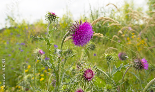 Photo: Flowers of a thistle in a field in summer Flowers of a thistle in a field in summer