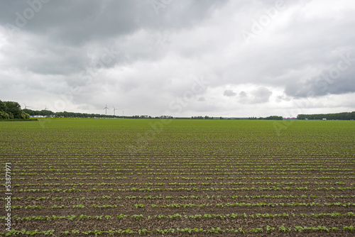 Photo: Vegetables on a field in summer Vegetables on a field in summer