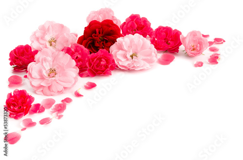 Photo: Rosenblüten und Rosenblätter Rosenblüten und Rosenblätter