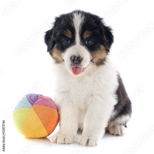 Photo: chiot berger australien et balle chiot berger australien et balle
