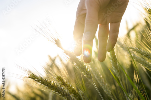 Photo: Farmer hand touching wheat ears Farmer hand touching wheat ears