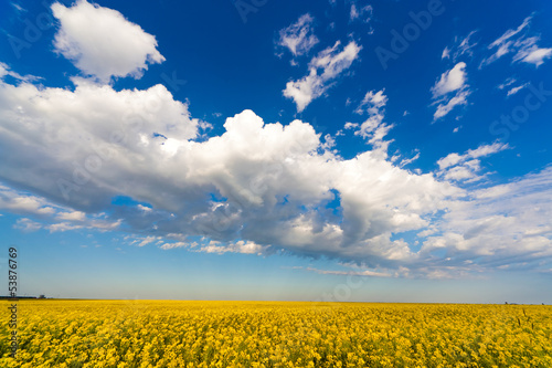 Photo: Meadow with yellow flowers Meadow with yellow flowers