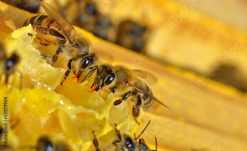 Photo: more bees on a honey cells more bees on a honey cells