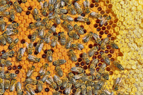 Photo: bees on honeycomb frame bees on honeycomb frame