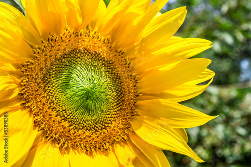 Photo: Fiore di girasole Fiore di girasole