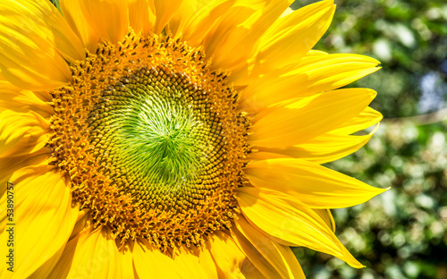 Photo: Fiore di girasole Fiore di girasole