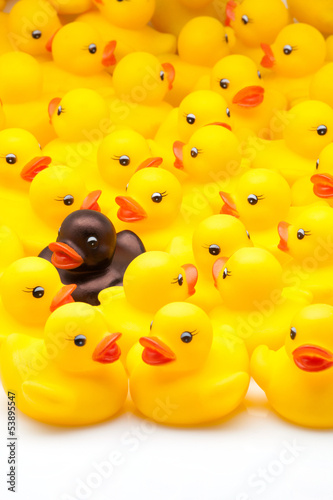 Photo: patos amarillos patos amarillos