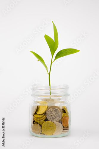 Photo: plant and coins in glass jar plant and coins in glass jar