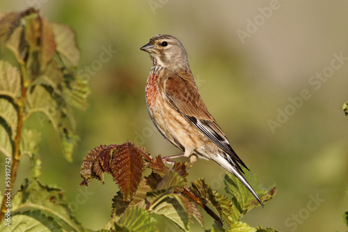 Photo: Linnet, Carduelis cannabina, male Linnet, Carduelis cannabina, male