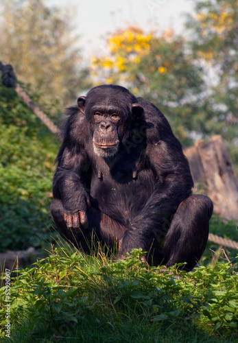 Photo: Schimpanse Schimpanse