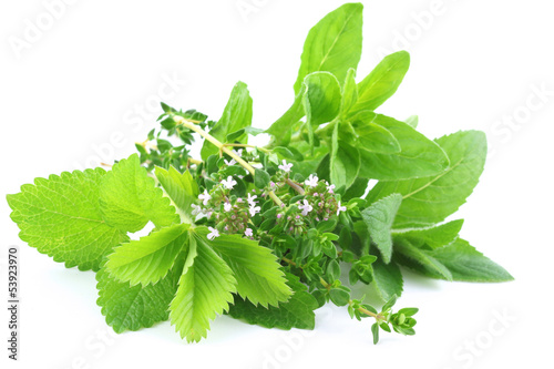 Photo: Fresh green herbs Fresh green herbs