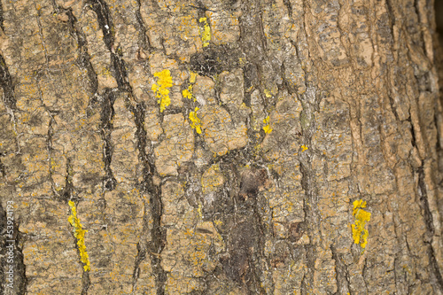 Photo: Corteccia di albero Corteccia di albero