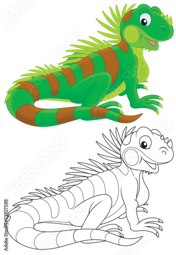 Illustration: Iguana Iguana