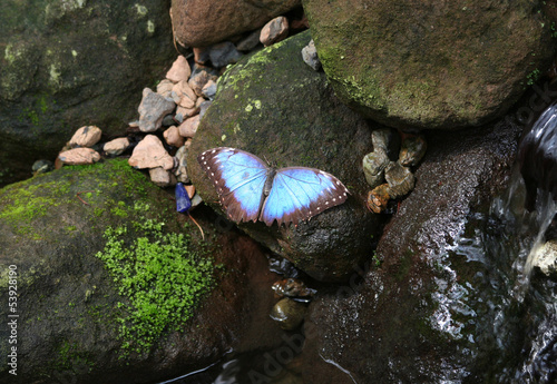 Photo: Blue Morpho Butterfly standing on a mossy wet rock Blue Morpho Butterfly standing on a mossy wet rock