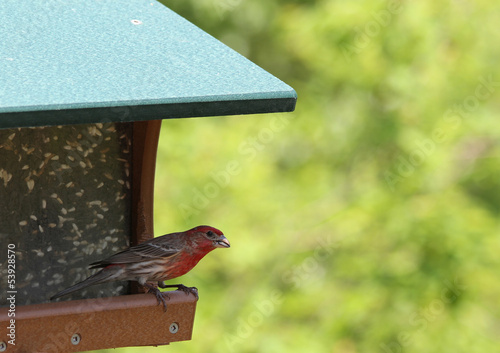 Photo: A Male House Finch eating a Sunflower seed from a Bird feeder A Male House Finch eating a Sunflower seed from a Bird feeder