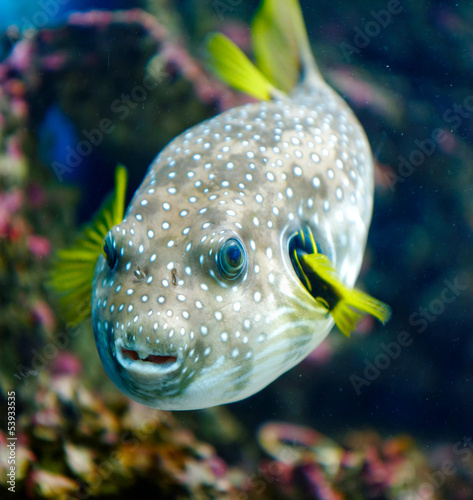 Photo: White-spotted puffer in the sea White-spotted puffer in the sea