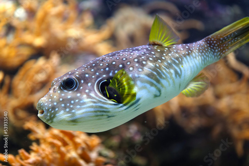 Photo: White-spotted puffer in the sea White-spotted puffer in the sea