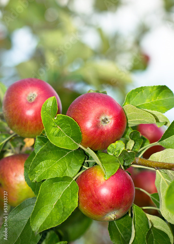 Photo: Fresh organic apples in the garden Fresh organic apples in the garden