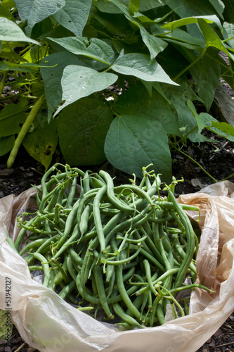 Photo: Freshly picked green beans from a garden. Freshly picked green beans from a garden.