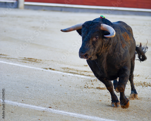 Photo: Bullfighting. Spanish Fiesta Bullfighting. Spanish Fiesta