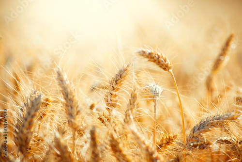 Photo: Field of Dry Golden Wheat. Harvest Concept Field of Dry Golden Wheat. Harvest Concept