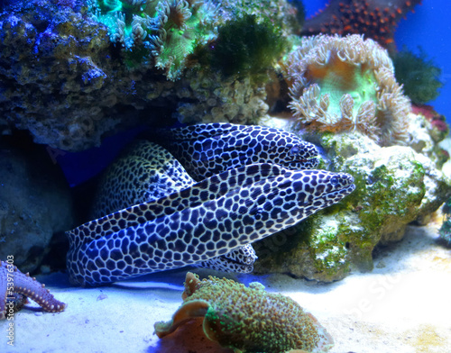 Photo: family of spotted morays family of spotted morays