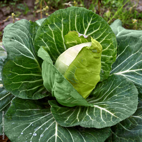 Photo: biologisch angebauter Spitzkohl biologisch angebauter Spitzkohl