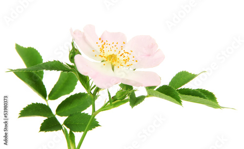 Photo: Hip rose flower, isolated on white Hip rose flower, isolated on white
