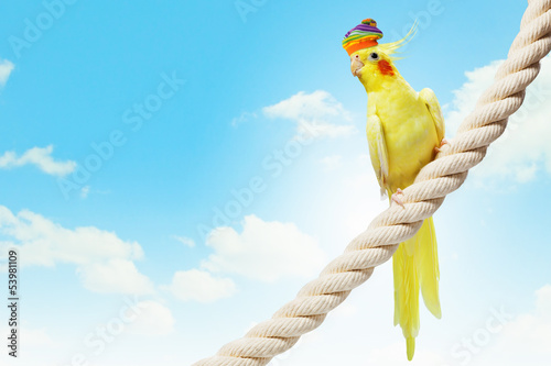 Photo: Funny parrot in hat Funny parrot in hat