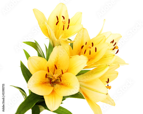 Photo: Beautiful orange lilies, isolated on white Beautiful orange lilies, isolated on white