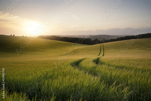 Photo: Summer landscape image of wheat field at sunset with beautiful l Summer landscape image of wheat field at sunset with beautiful l