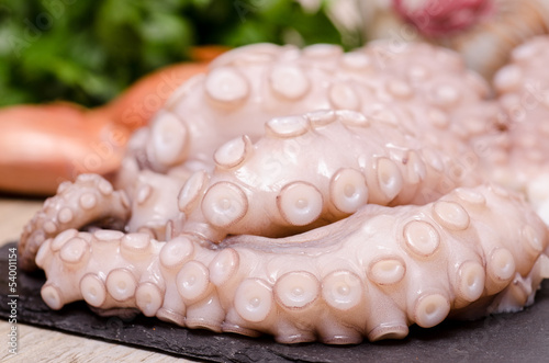Photo: Fangarme von einem Tintenfisch Fangarme von einem Tintenfisch