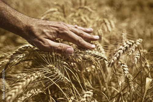 Photo: Farmer hand in wheat field Farmer hand in wheat field