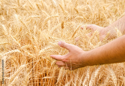Photo: Male hand in gold wheat field Male hand in gold wheat field