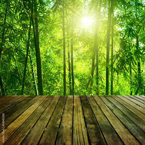 Photo: Bamboo forest. Bamboo forest.