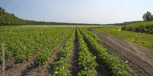 Photo: Potatoes growing on a field in summer Potatoes growing on a field in summer