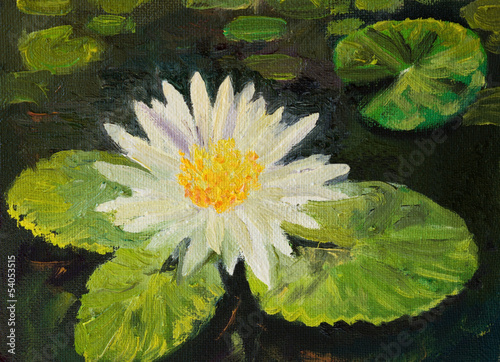 Photo: Water Lily Water Lily