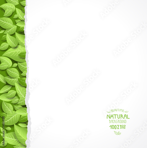 Vector: Paper sheet and green leaves Paper sheet and green leaves