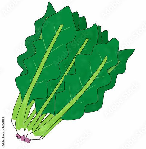 Illustration: ほうれん草 ほうれん草