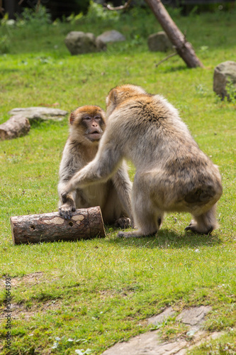 Photo: Berberaap onder onsje (Macaca sylvanus) Berberaap onder onsje (Macaca sylvanus)