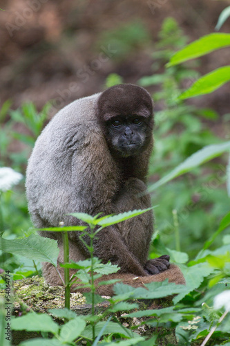 Photo: Wolaap (Lagothrix lagotricha) Wolaap (Lagothrix lagotricha)