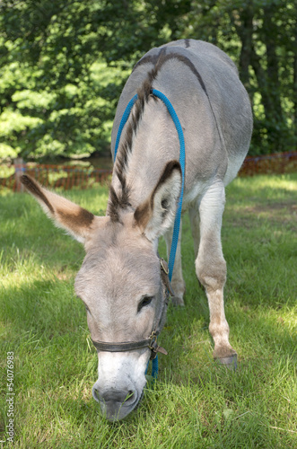 Photo: Provence donkey Provence donkey