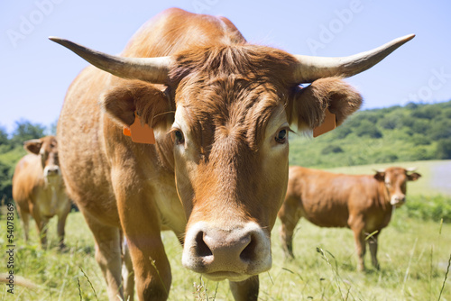 Photo: limousine cow limousine cow