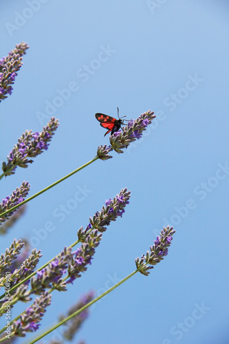 Photo: Widderchen auf Lavendel Widderchen auf Lavendel