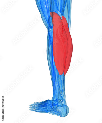 Illustration: Calves - Anatomy Muscles Calves - Anatomy Muscles