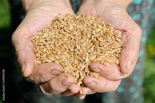 Photo: Farmer hands full of wheat Farmer hands full of wheat