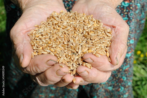 Photo: Farmer hands full of wheat Farmer hands full of wheat